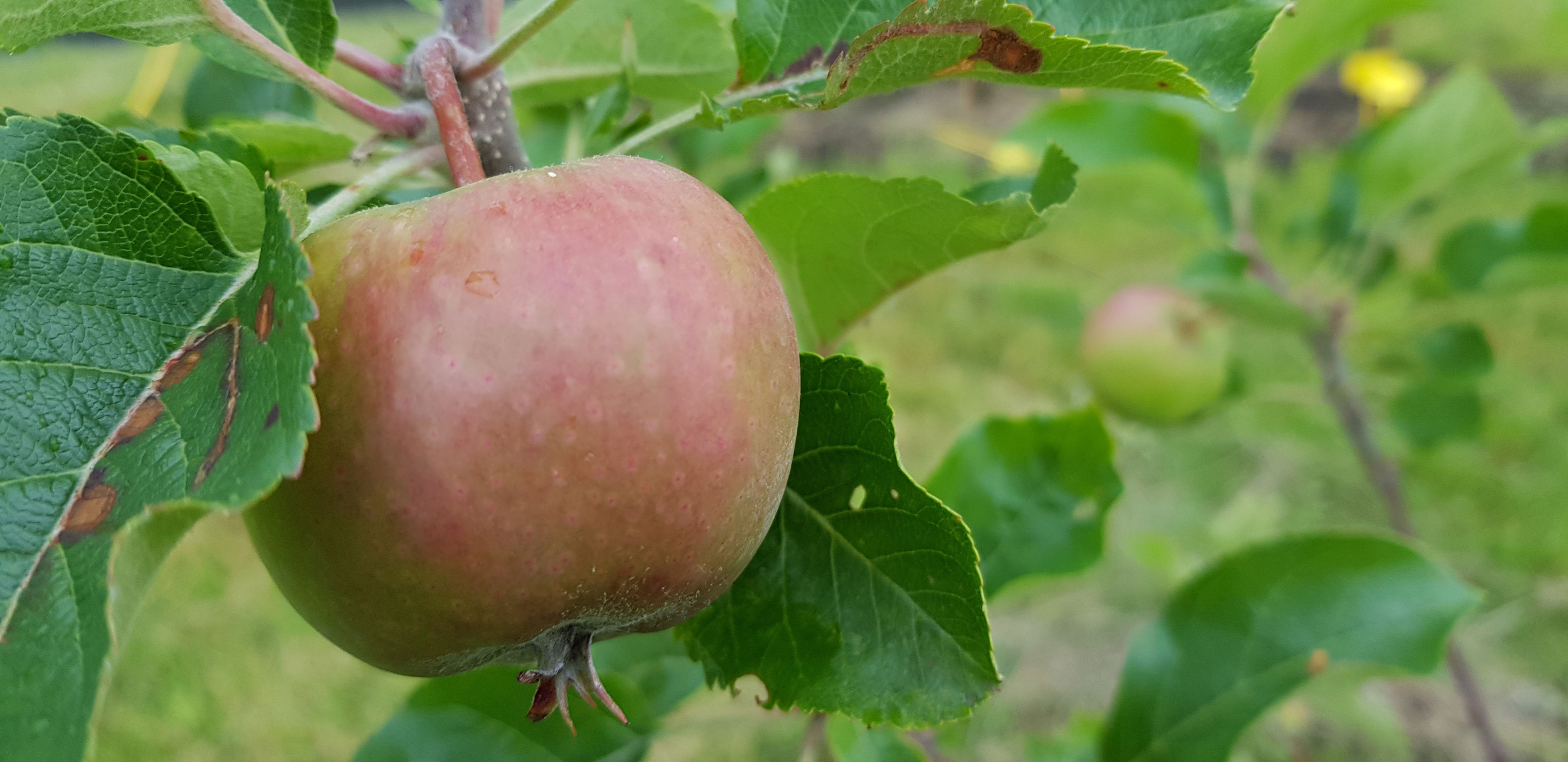 et rødt eple på et tre