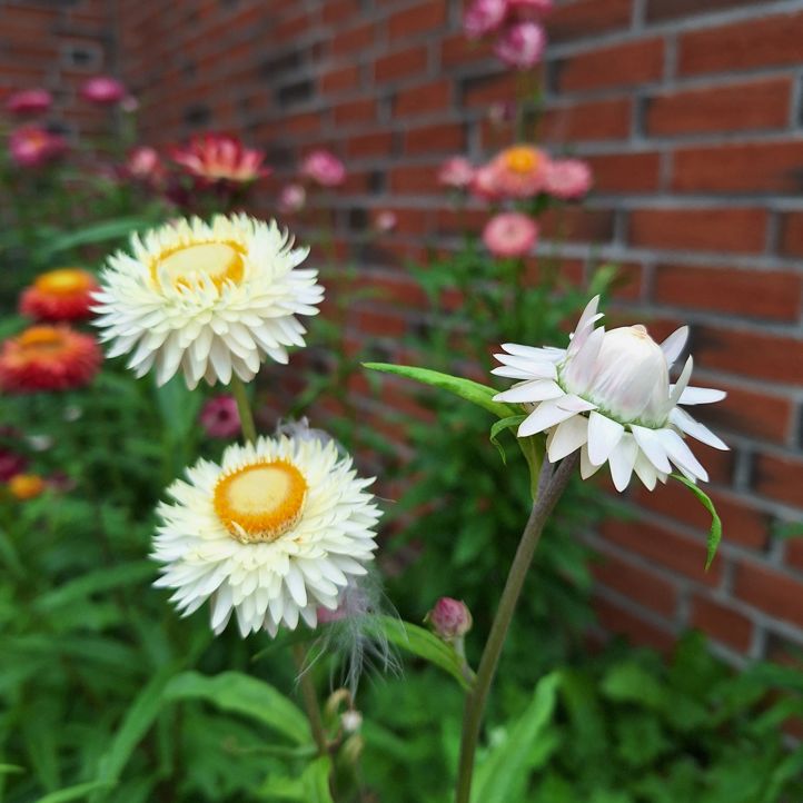 en gruppe blomster