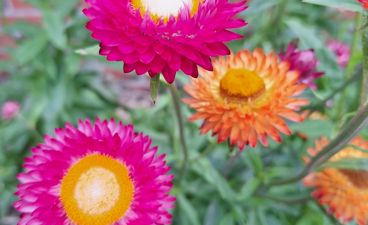 en gruppe fargerike blomster