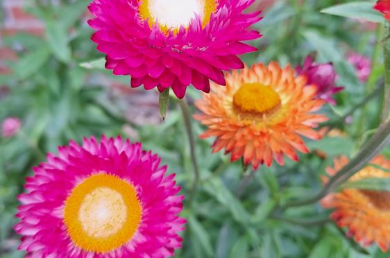 en gruppe fargerike blomster