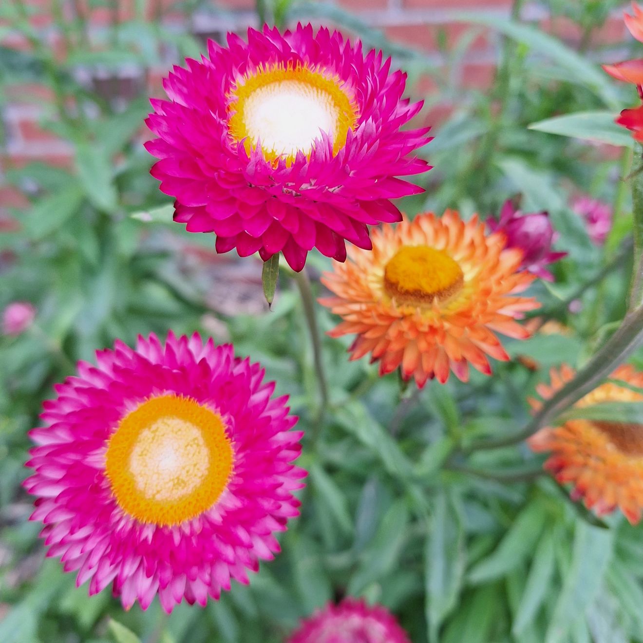 en gruppe fargerike blomster