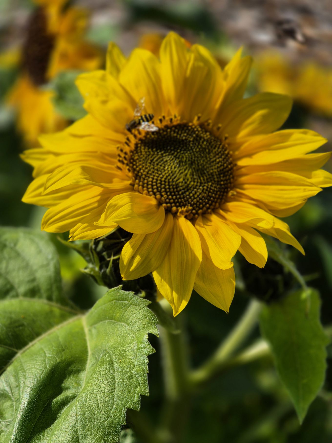 en gul blomst med grønne blader