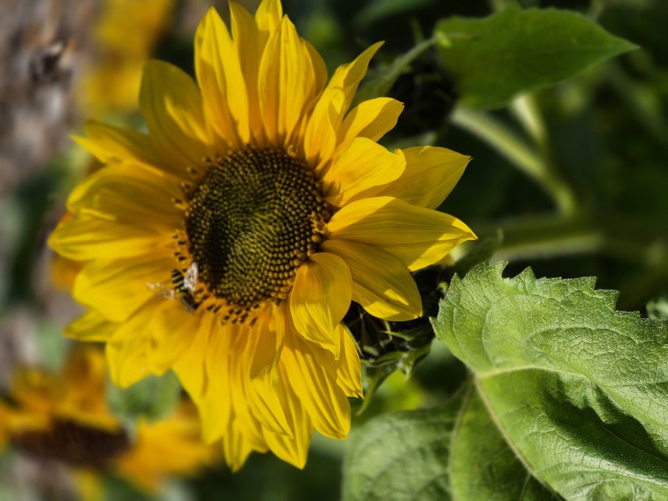 en gul blomst med grønne blader