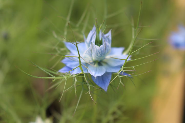 blå blomst