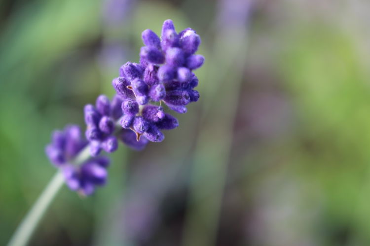 Lavendel