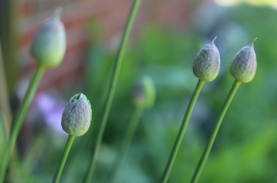 Blomsterknopp