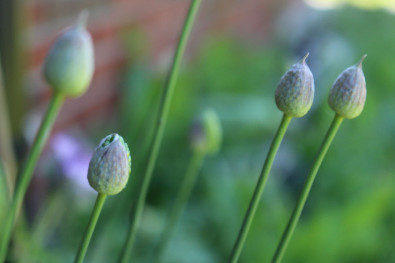 Blomsterknopp Blomsterknopp