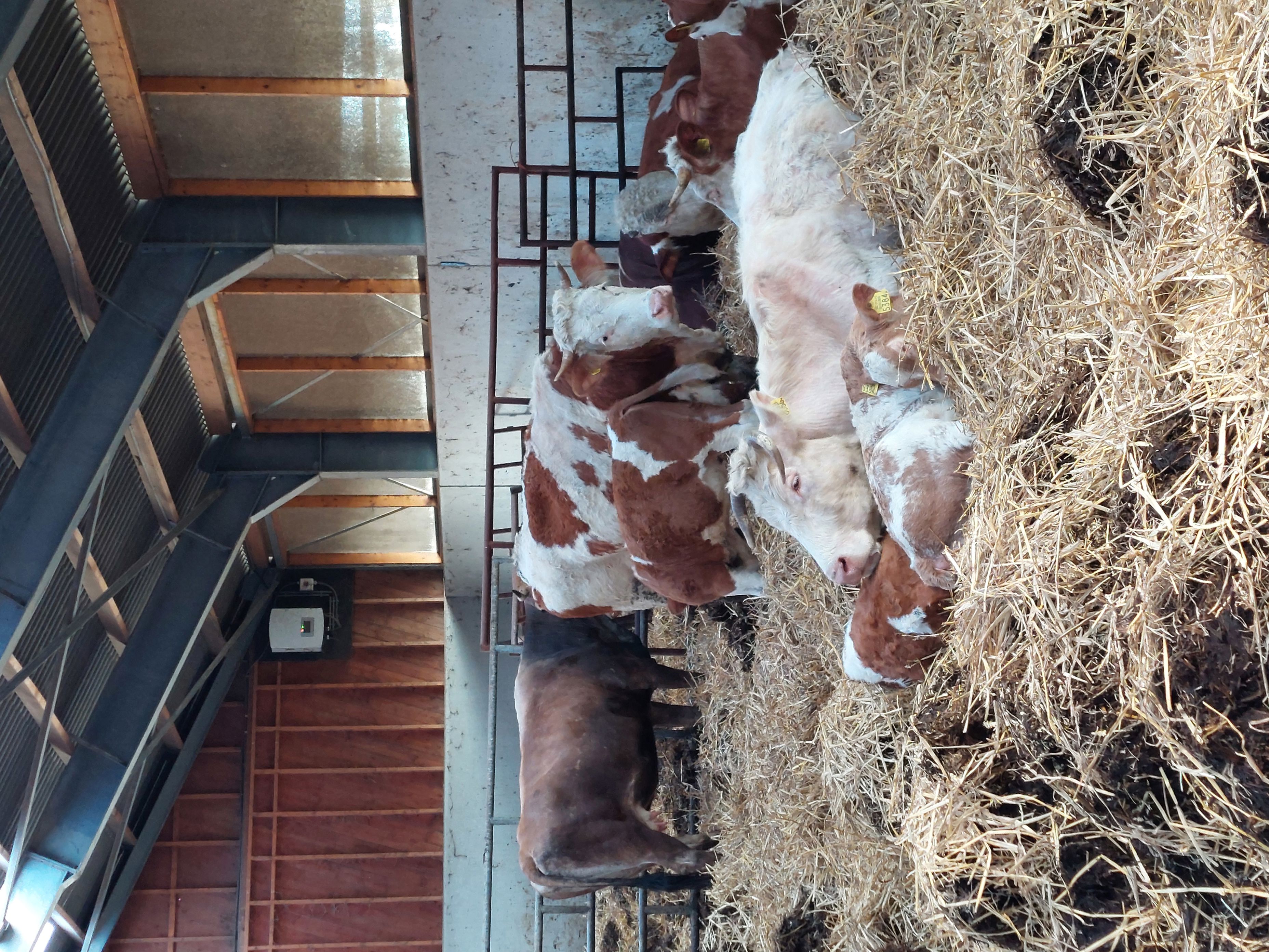 en gruppe *** i et fjøs