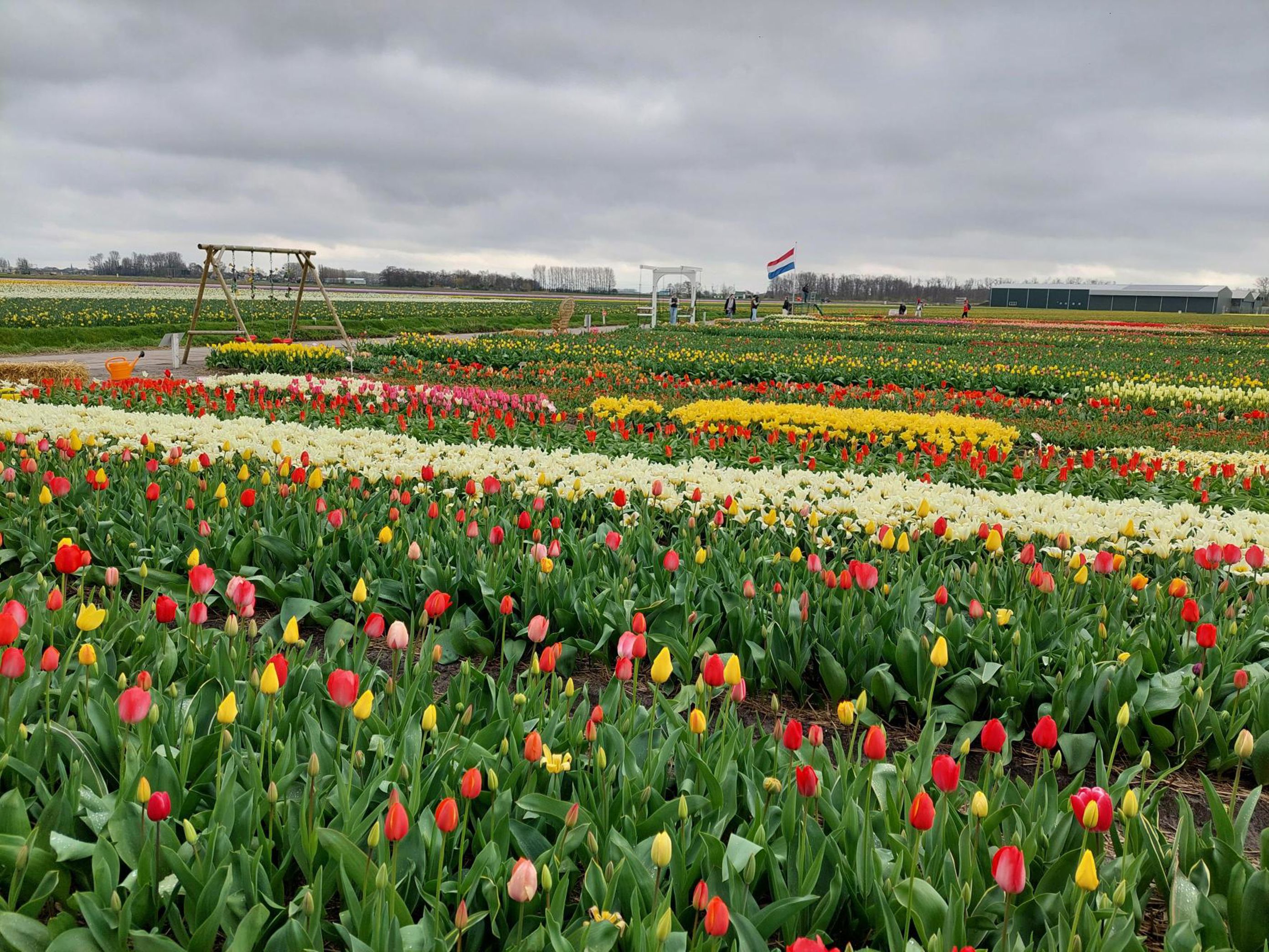 et felt med fargerike blomster
