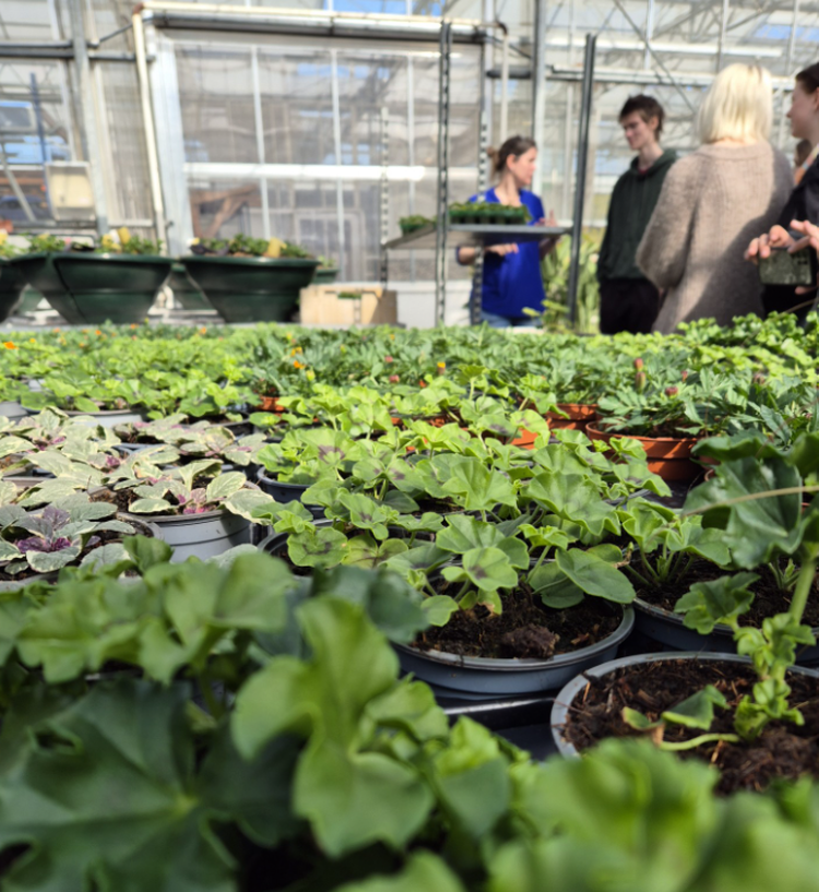 mennesker som står i et drivhus