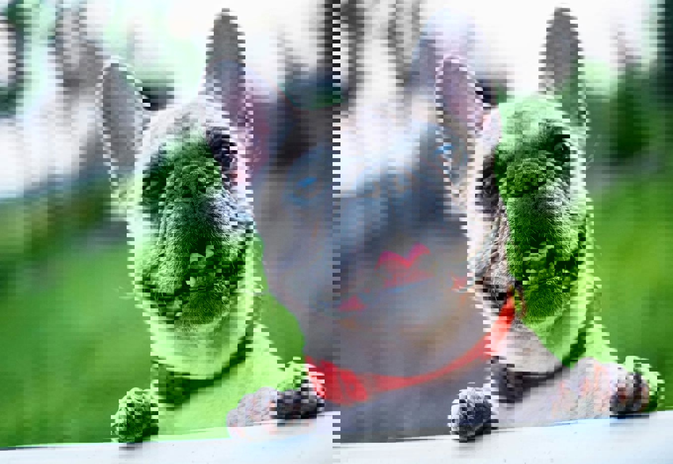 en hund som ligger på bakken