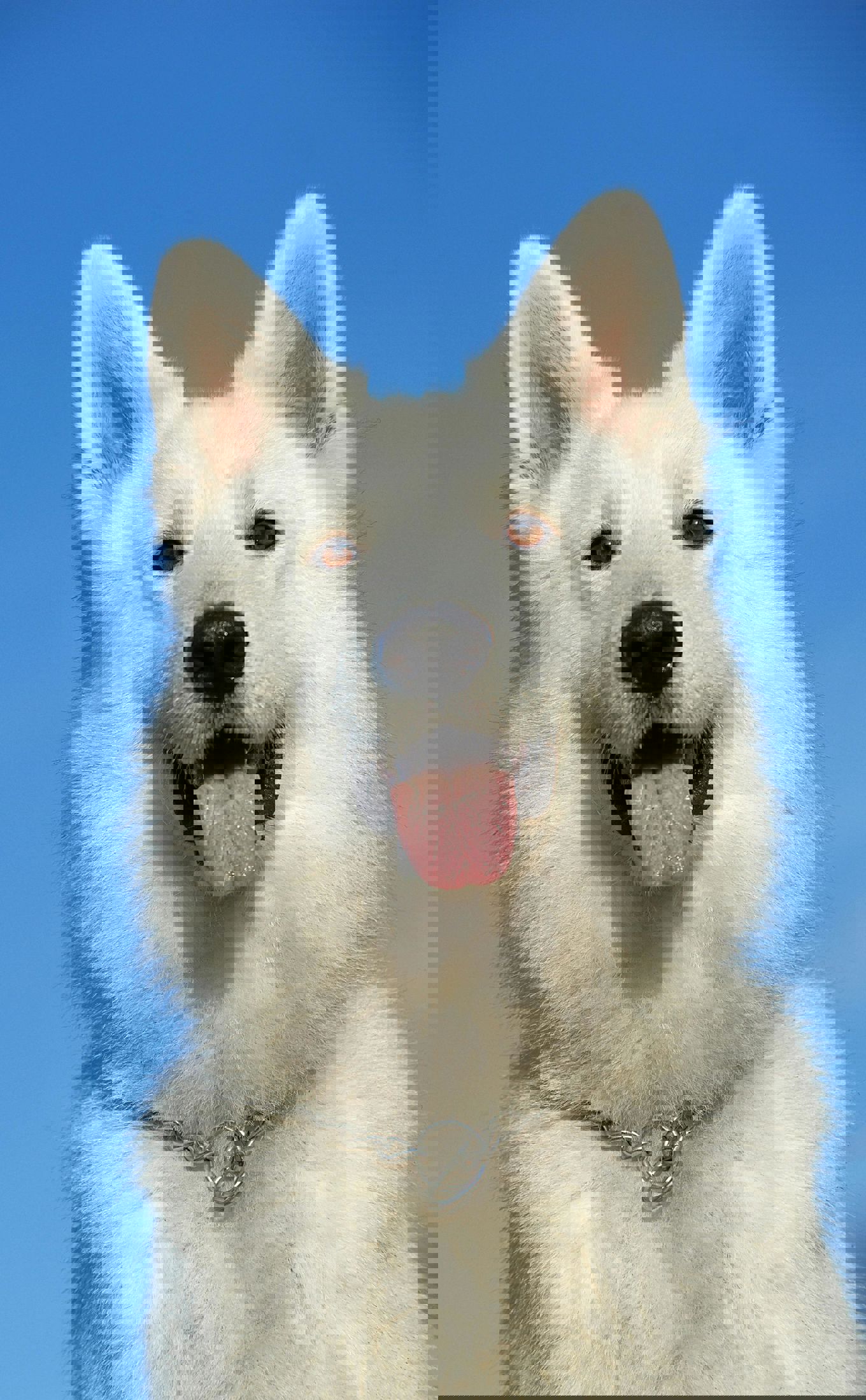 en hvit hund med tungen ut