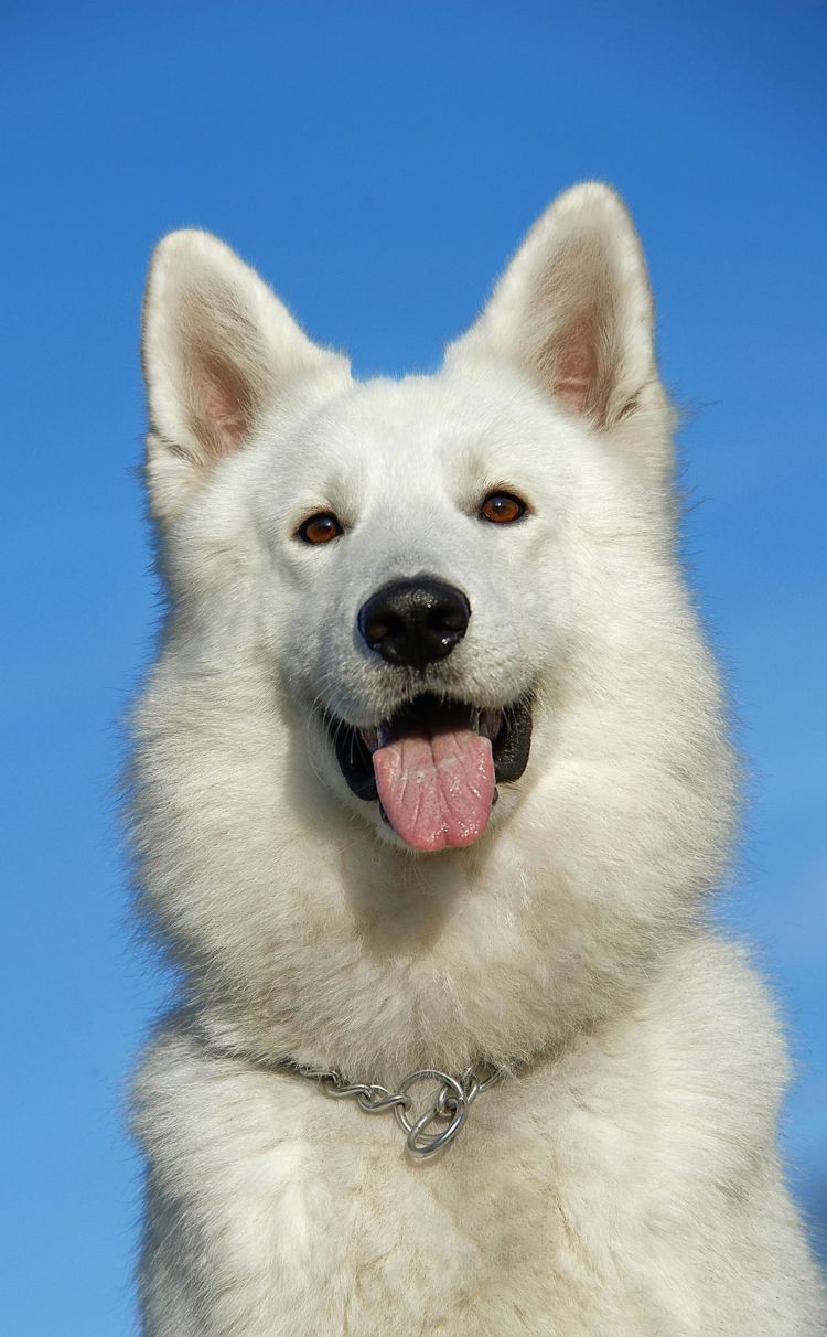 en hvit hund med tungen ut