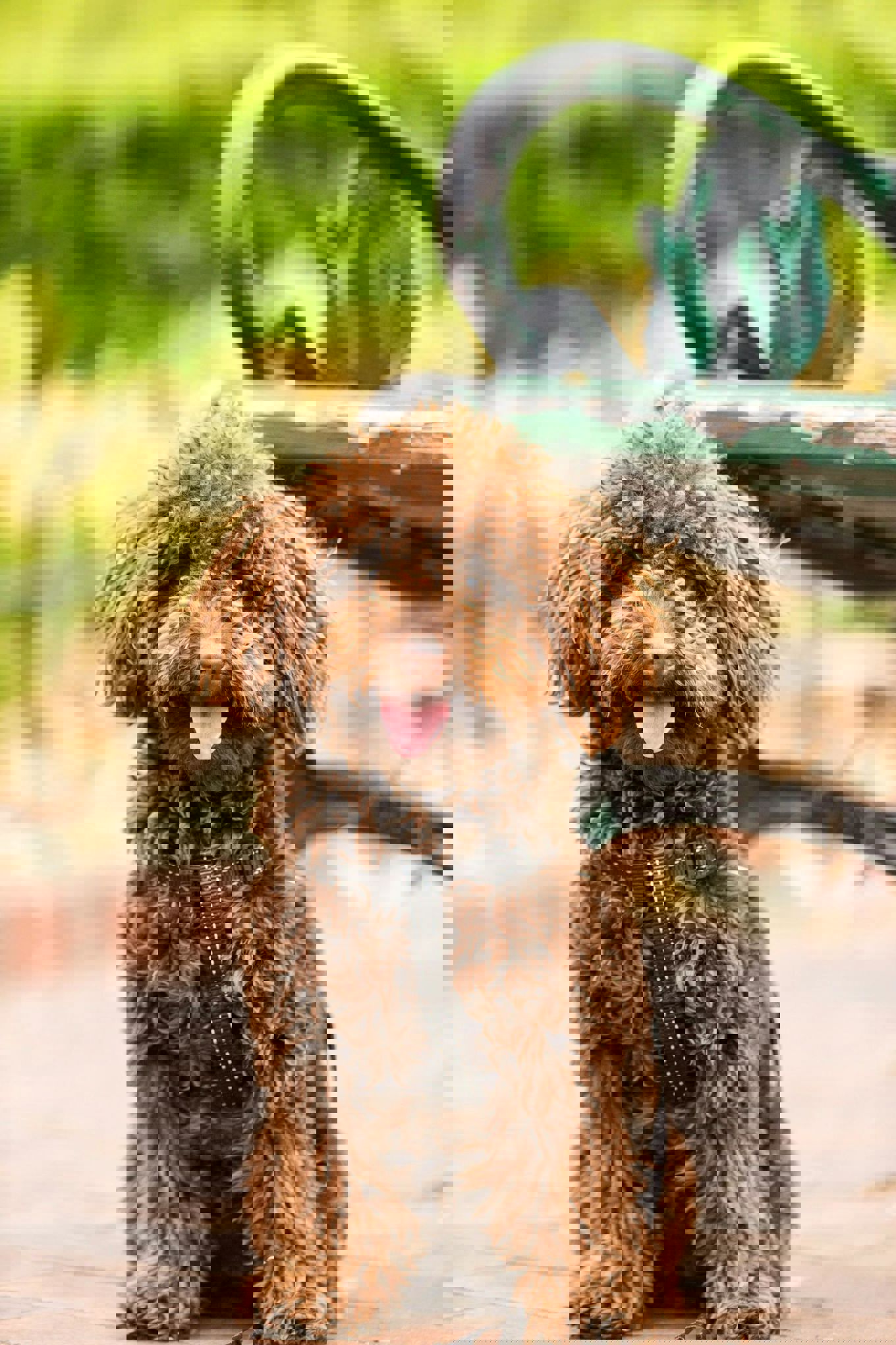 en hund med en pistol