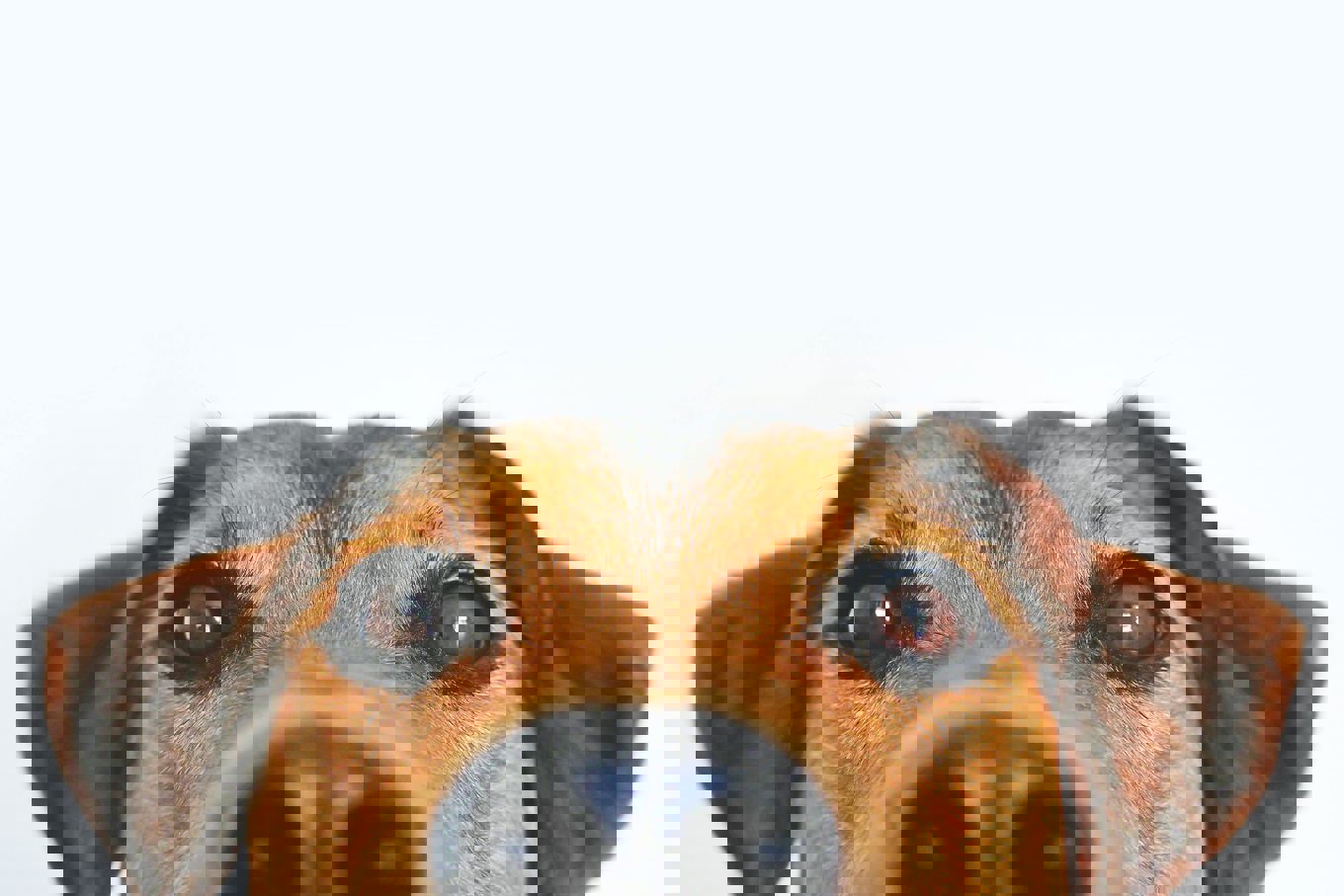 en hund med et trist ansikt